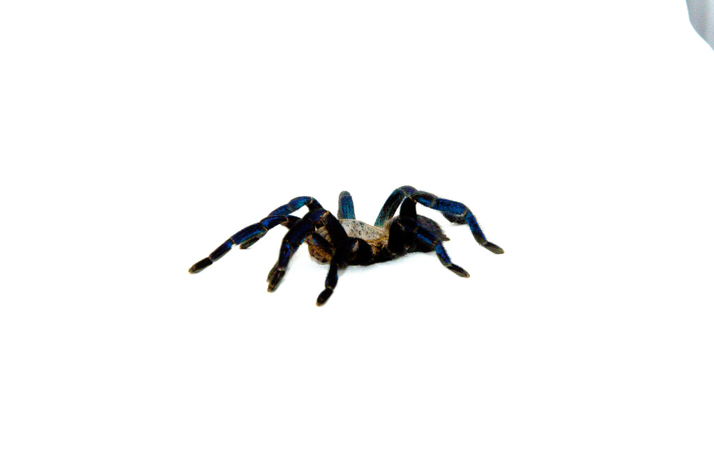 Cobalt Blue Tarantula